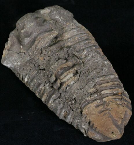 Calymene Trilobite From Morocco - Large Size #17902